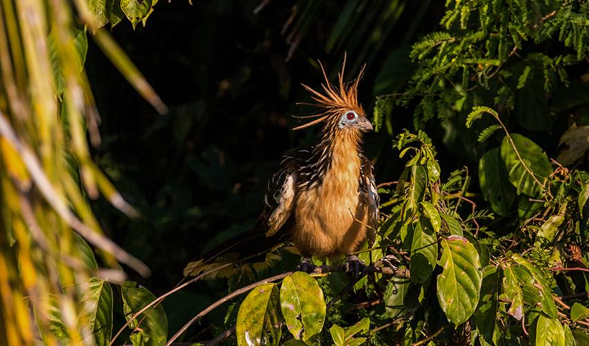 tourhub | Bamba Travel | Puerto Maldonado Amazon Field Station 4D/3N (from Puerto Maldonado) 