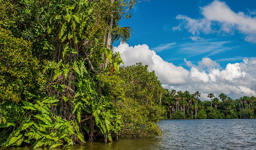 tourhub | Bamba Travel | Puerto Maldonado Amazon Eco-Lodge 5D/4N (from Puerto Maldonado) 