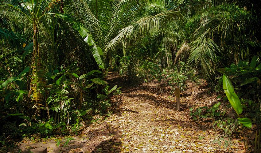 tourhub | Bamba Travel | Puerto Maldonado Amazon Superior Lodge 3D/2N (from Puerto Maldonado) 