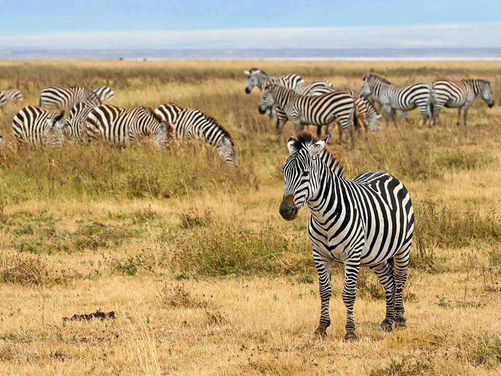 tourhub | Bamba Travel | Highlights of Tanzania Safari 5D/4N (Tarangire, Serengeti & Ngorongoro) 