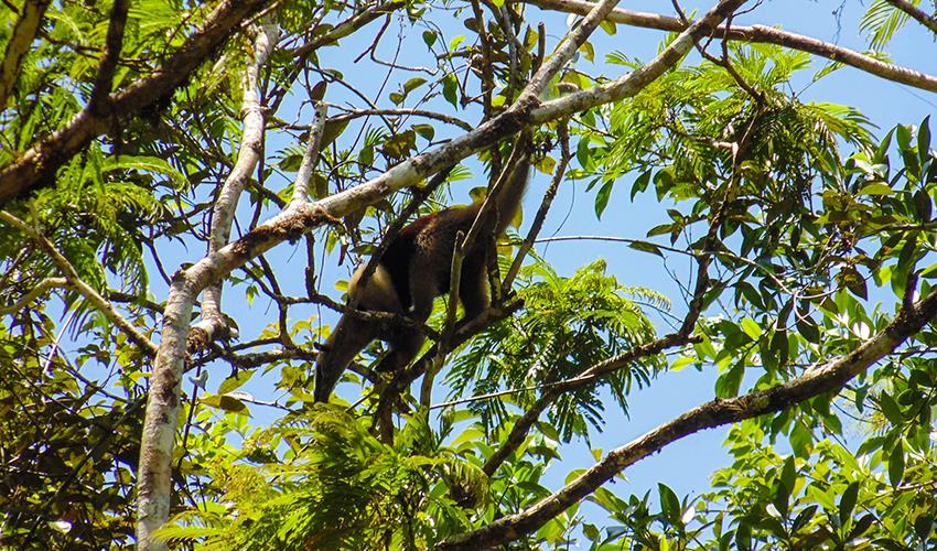 tourhub | Bamba Travel | Tortuguero National Park Adventure 3D/2N 