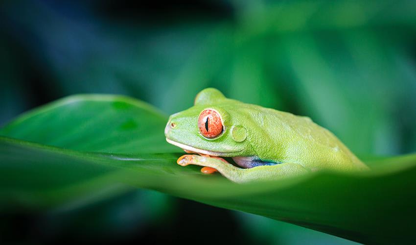 tourhub | Bamba Travel | Tortuguero National Park Adventure 3D/2N 