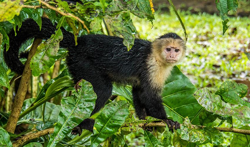 tourhub | Bamba Travel | Tortuguero National Park Adventure 3D/2N 