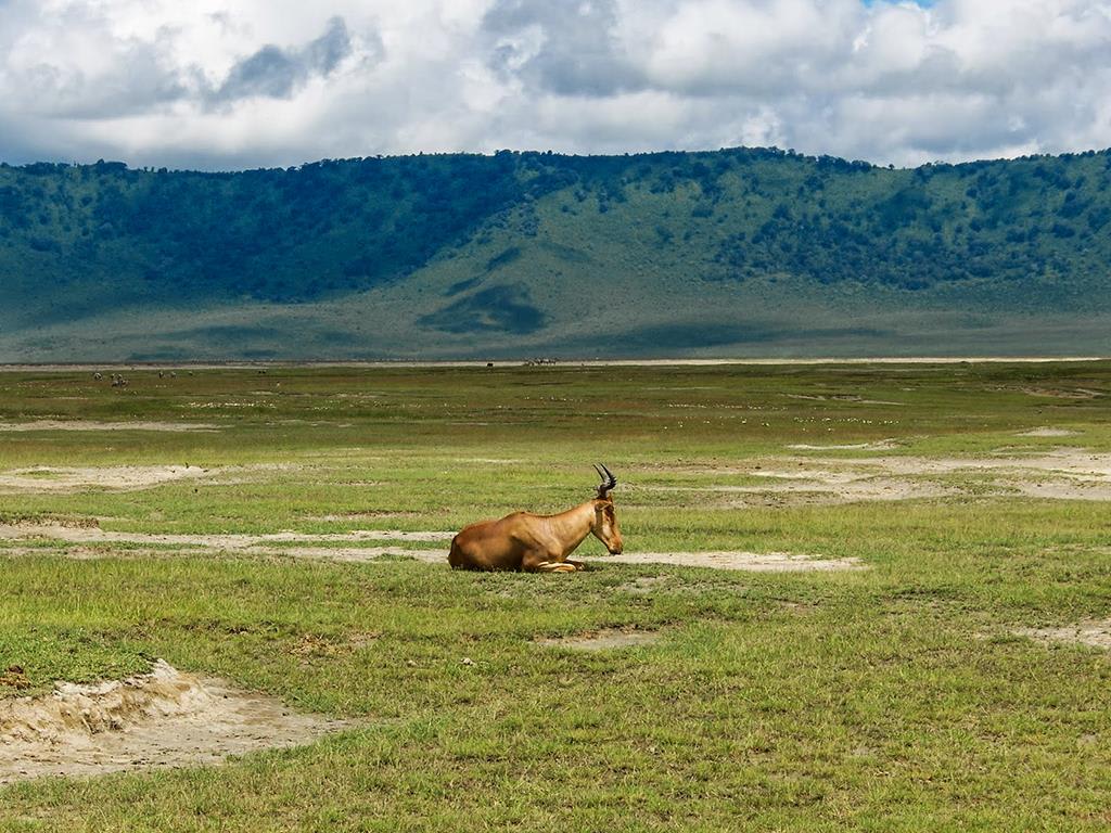 tourhub | Bamba Travel | Highlights of Tanzania Safari 6D/5N (Tarangire, Serengeti & Ngorongoro) 