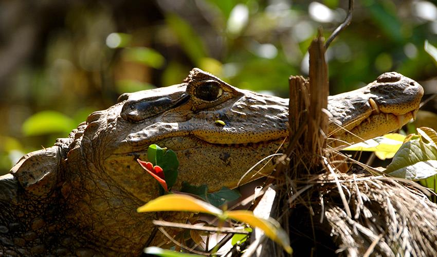 tourhub | Bamba Travel | Tortuguero National Park Adventure 4D/3N 