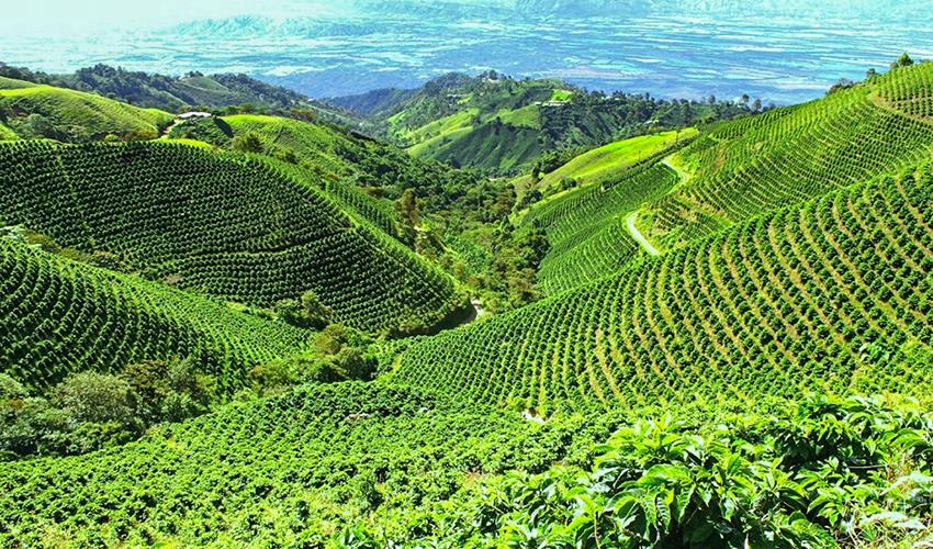 tourhub | Bamba Travel | Manizales Coffee Experience 2D/1N 