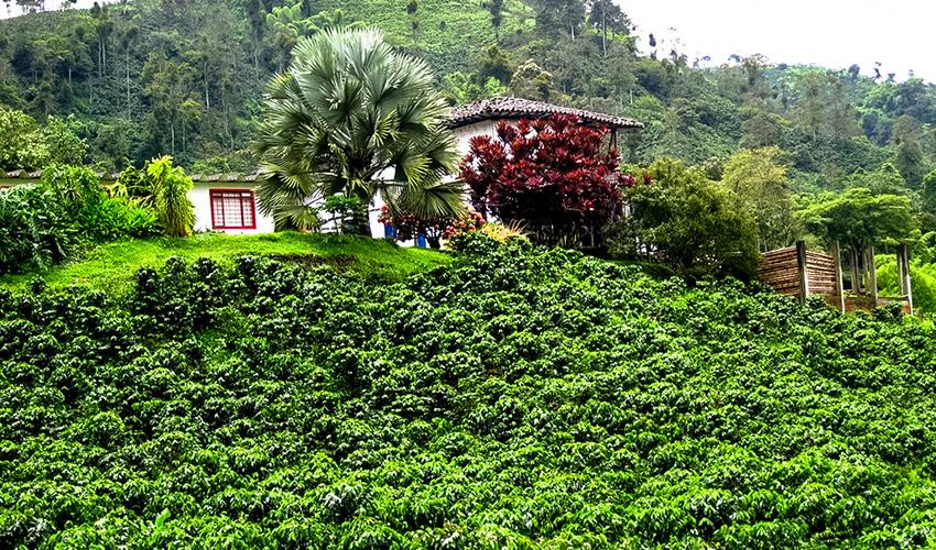 tourhub | Bamba Travel | Manizales Coffee Experience 2D/1N 