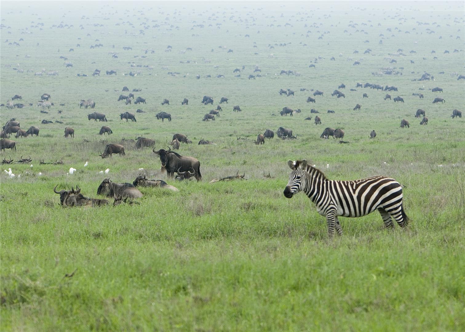 tourhub | Bamba Travel | Kenya & Tanzania 4WD Safari Adventure 12D/11N 