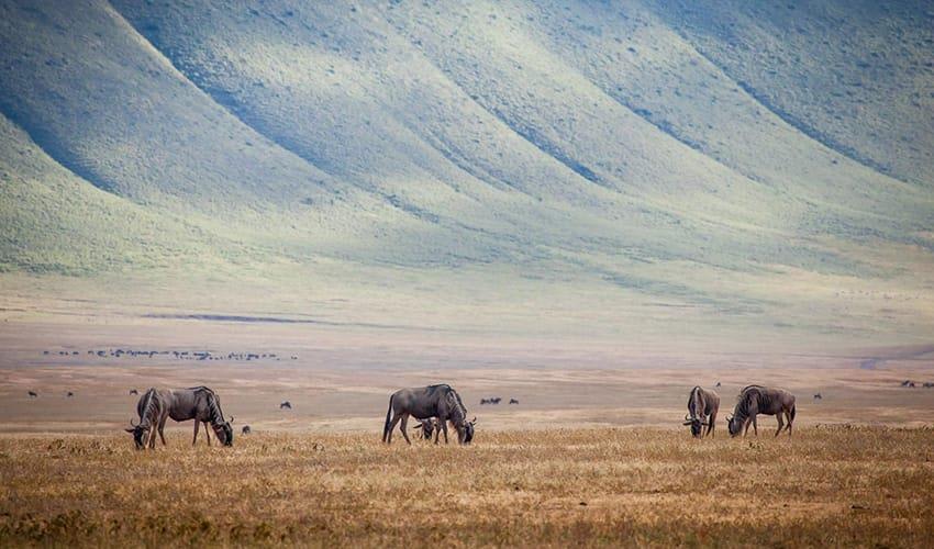 tourhub | Bamba Travel | Kenya & Tanzania 4WD Safari Adventure 10D/9N 