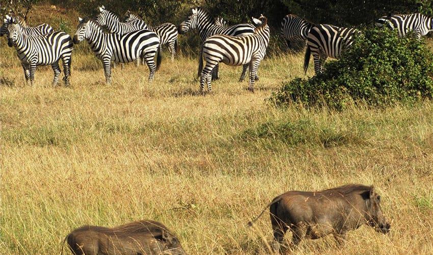 tourhub | Bamba Travel | Kenya & Tanzania 4WD Safari Adventure 10D/9N 