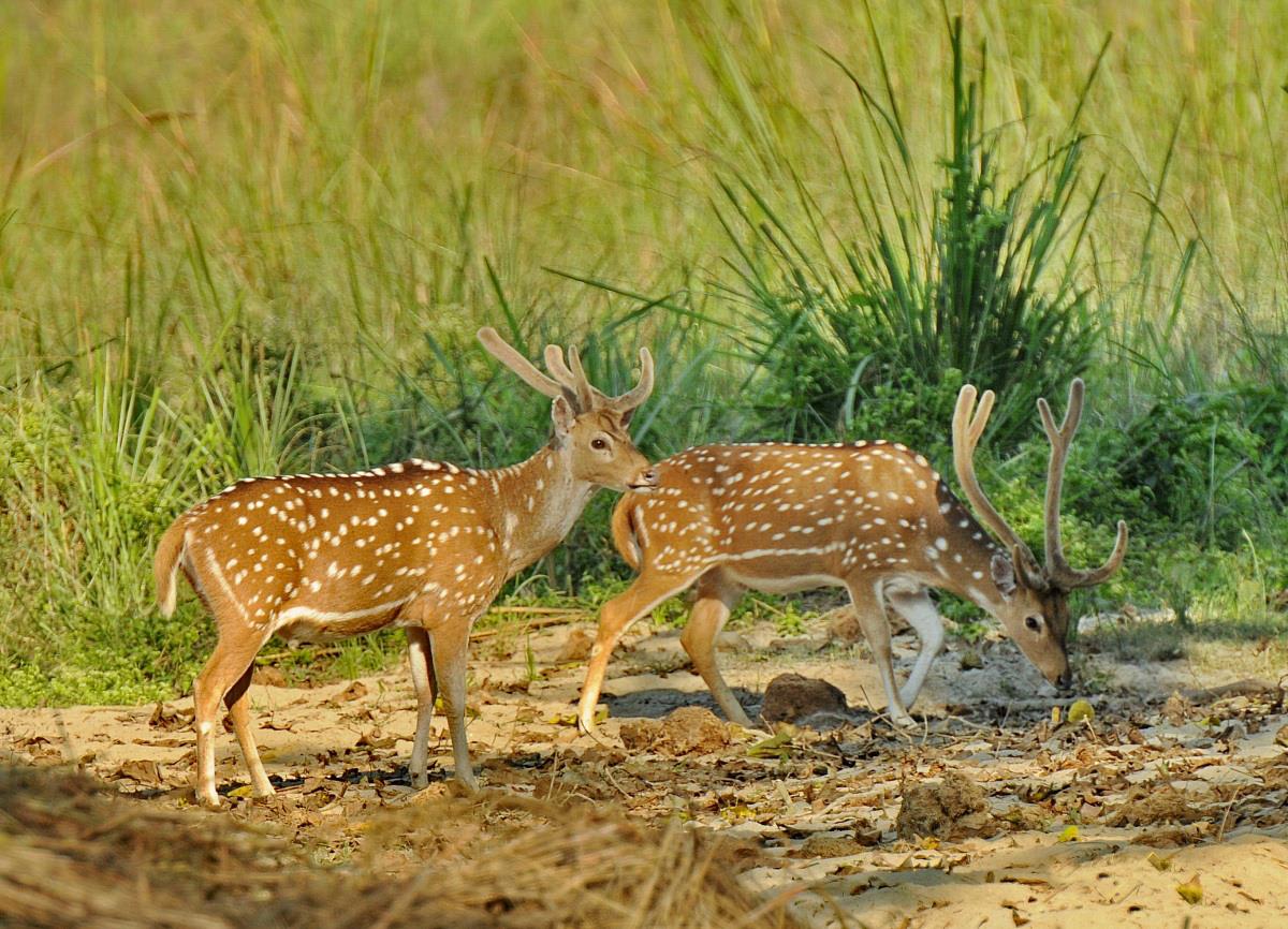 tourhub | Bamba Travel | Chitwan National Park Adventure 3D/2N (from Kathmandu) 