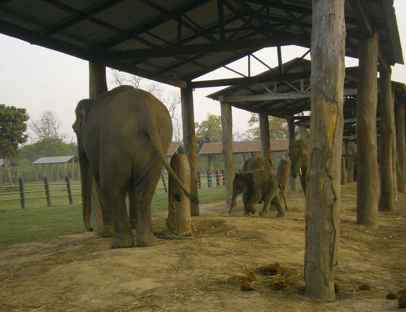 tourhub | Bamba Travel | Chitwan National Park Adventure 3D/2N (from Kathmandu) 