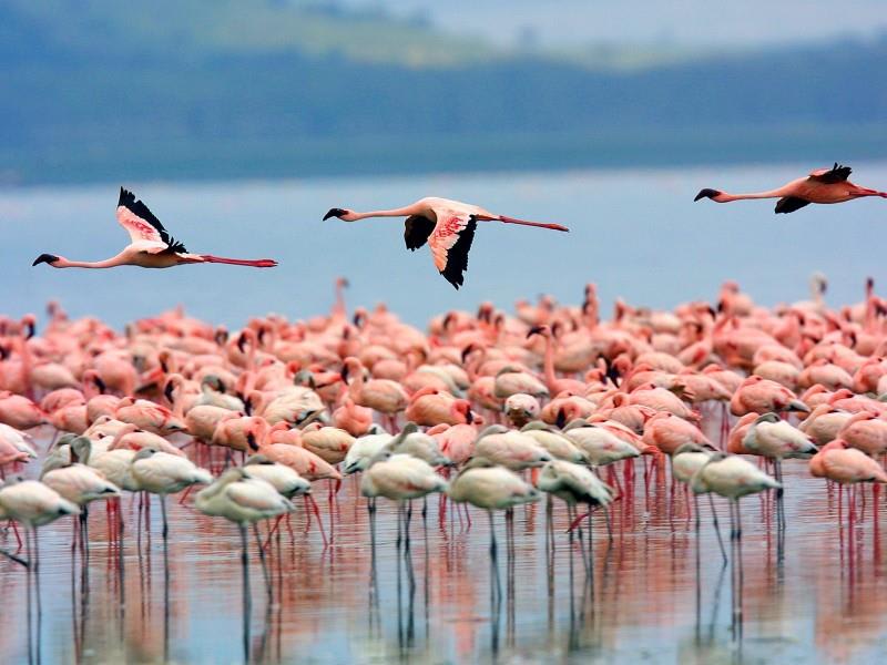 tourhub | Bamba Travel | Lakes & Masai Mara Interactive Safari 5D/4N (Masai Mara, Lake Nakuru & Lake Naivasha) 