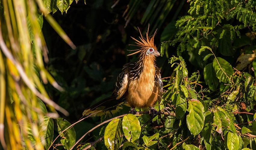 tourhub | Bamba Travel | Puerto Maldonado Amazon Budget Eco-Lodge 4D/3N 