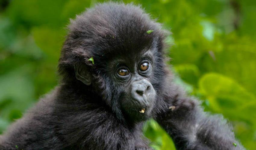 tourhub | Bamba Travel | Uganda Gorilla & Lake Safari 5D/4N 