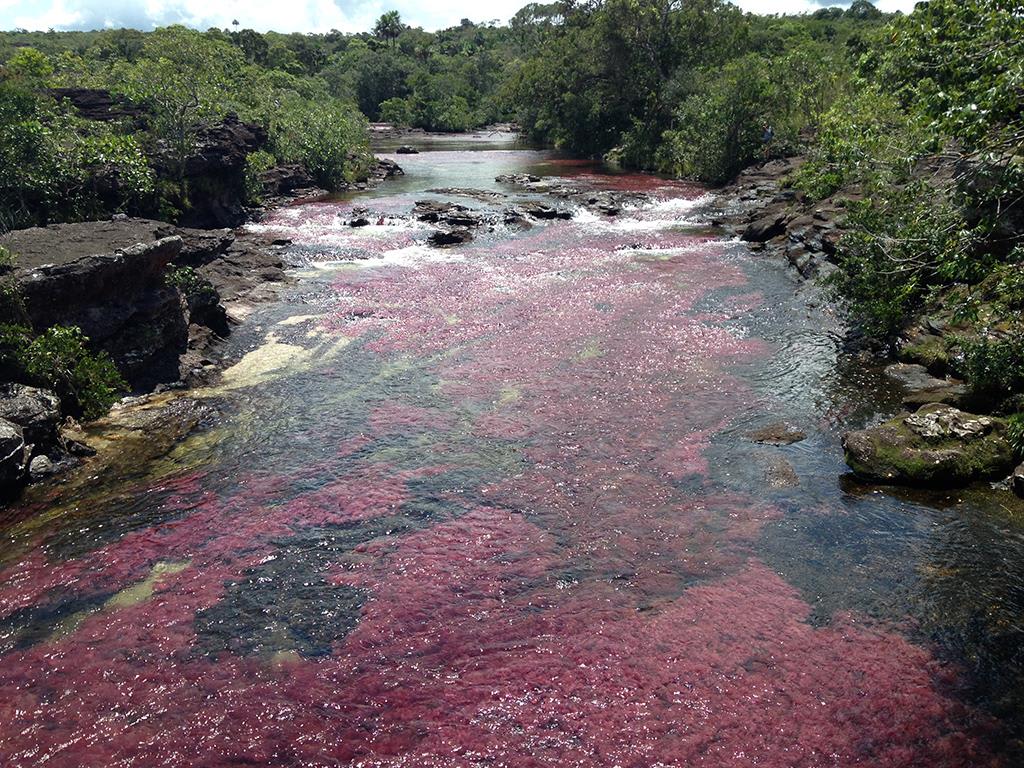 tourhub | Bamba Travel | Bogota & Cano Cristales Experience 7D/6N 