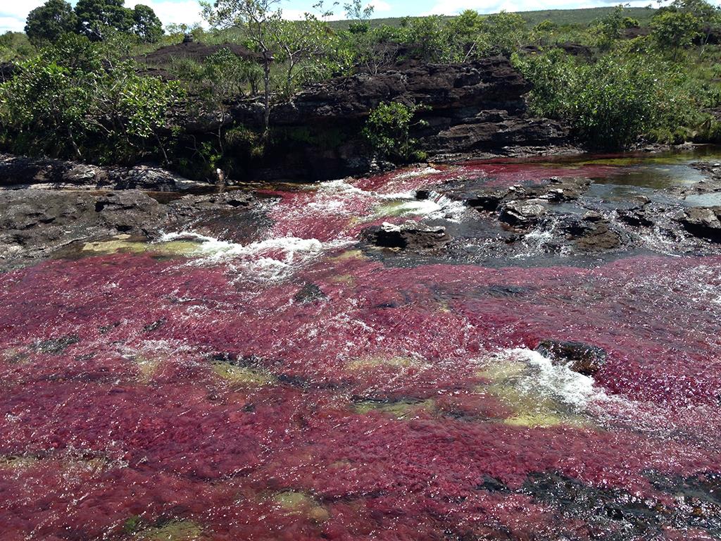 tourhub | Bamba Travel | Bogota & Cano Cristales Experience 7D/6N 