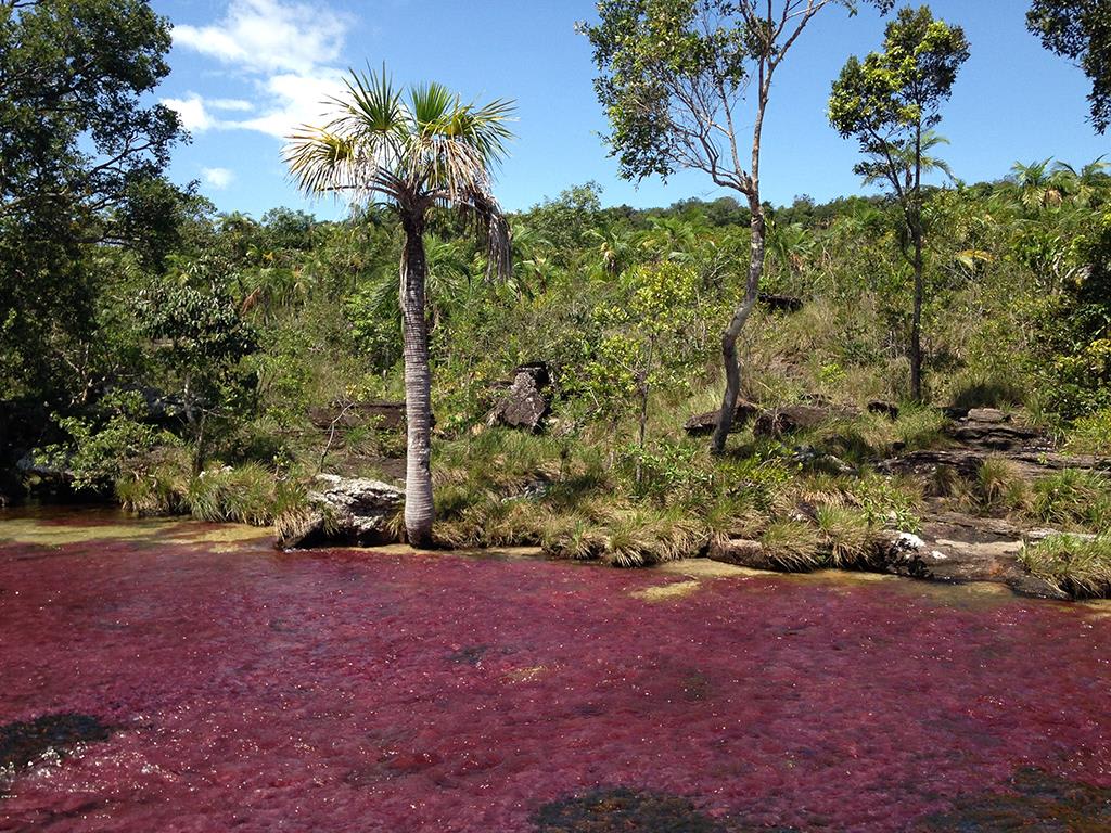 tourhub | Bamba Travel | Bogota & Cano Cristales Experience 7D/6N 