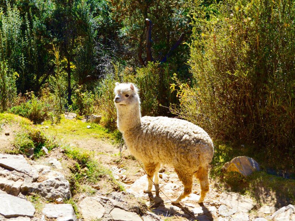 tourhub | Bamba Travel | Lake Titicaca & Isla del Sol Explorer 3D/2N (La Paz to Cuzco) 