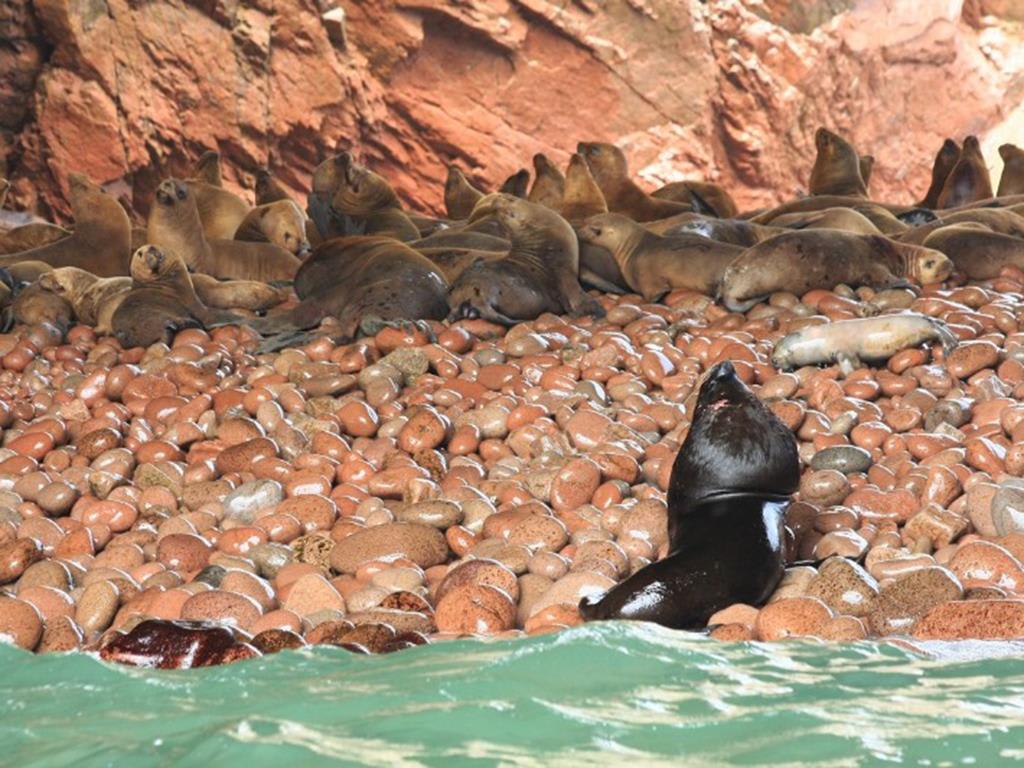 tourhub | Bamba Travel | Ballestas Islands & Sand-Boarding Adventure 2D/1N 