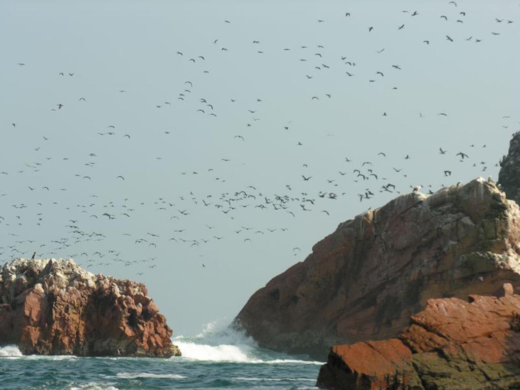 tourhub | Bamba Travel | Ballestas Islands & Sand-Boarding Adventure 2D/1N 