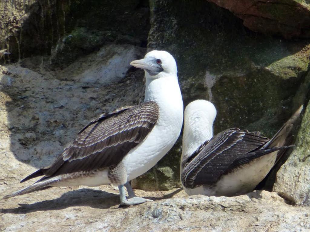 tourhub | Bamba Travel | Ballestas Islands & Sand-Boarding Adventure 2D/1N 