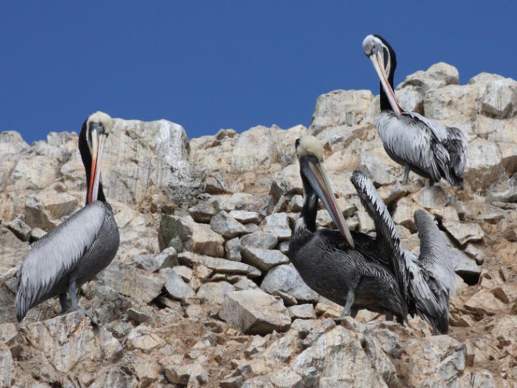 tourhub | Bamba Travel | Ballestas Islands & Sand-Boarding Adventure 2D/1N 