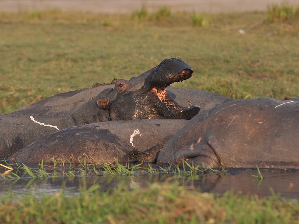 tourhub | Bamba Travel | Victoria Falls & Chobe Adventure 4D/3N (from Victoria Falls) 