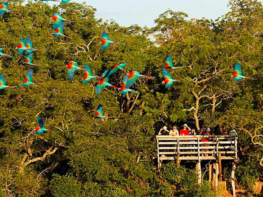 tourhub | Bamba Travel | Pantanal & Bonito Experience 6D/5N 