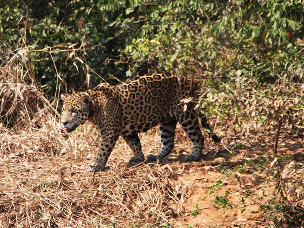 tourhub | Bamba Travel | Pantanal & Bonito Experience 6D/5N 