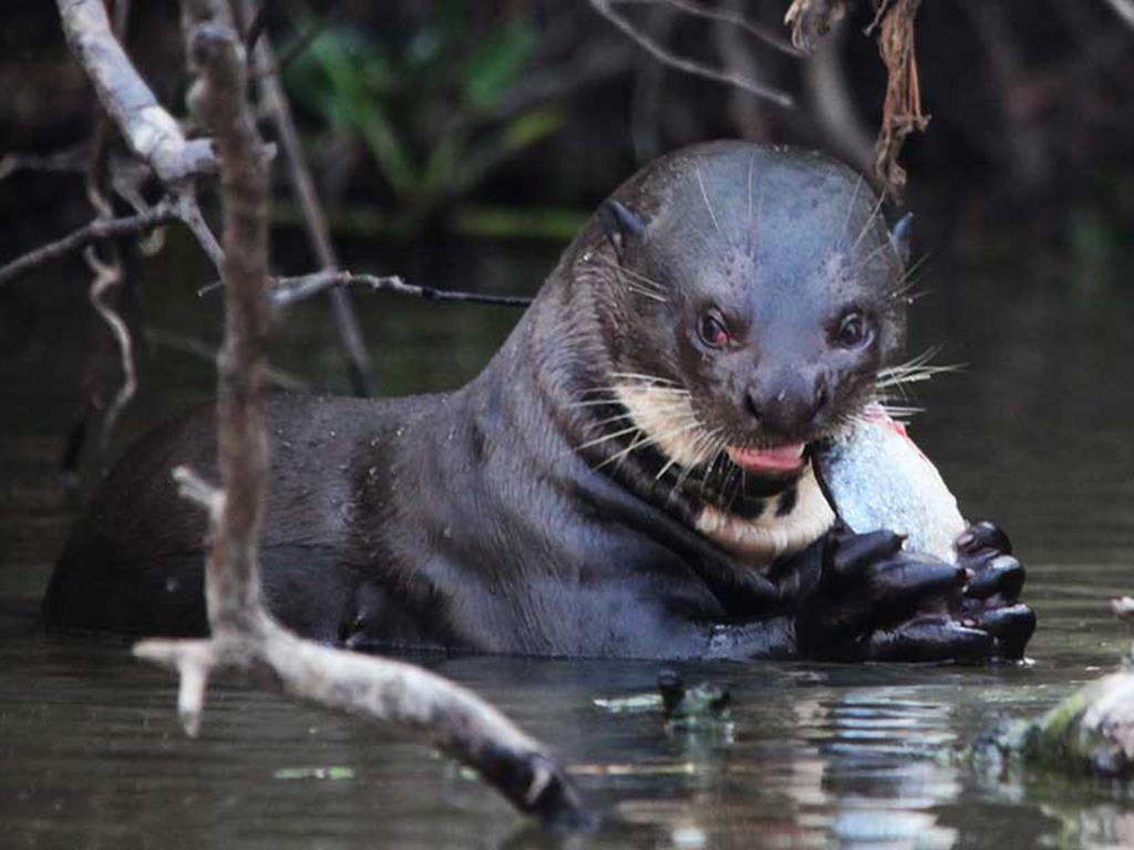 tourhub | Bamba Travel | Pantanal, Bonito & Iguazu Adventure 9D/8N (from Campo Grande) 