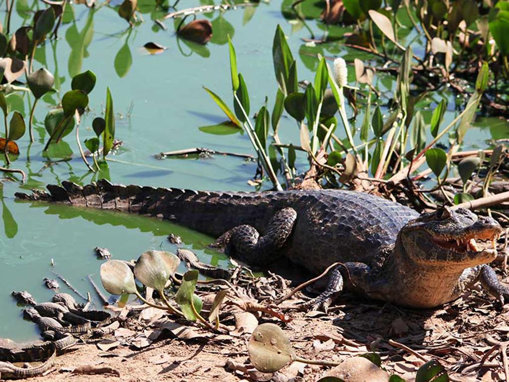 tourhub | Bamba Travel | Pantanal, Bonito & Iguazu Adventure 9D/8N (from Foz do Iguacu) 