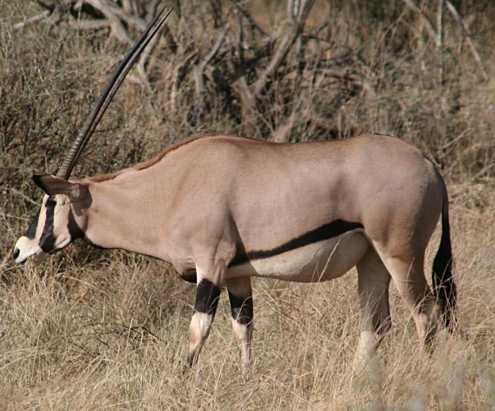 tourhub | Bamba Travel | Super Kenyan Safari 8D/7N (Masai Mara, Lake Nakuru, Sweetwaters & Samburu) 