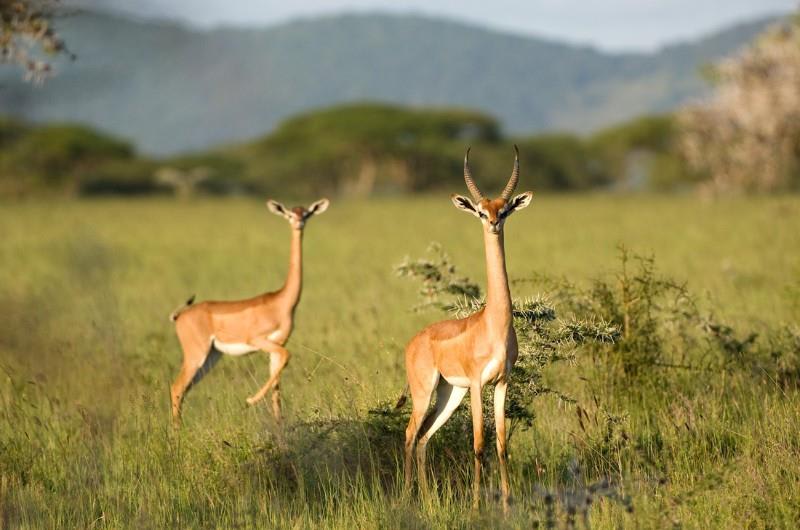 tourhub | Bamba Travel | Super Kenyan Safari 8D/7N (Masai Mara, Lake Nakuru, Sweetwaters & Samburu) 