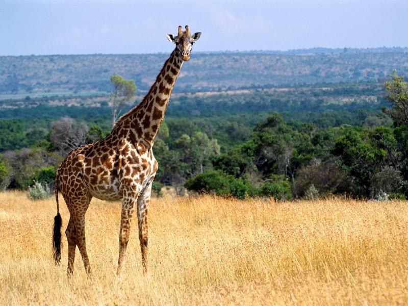 tourhub | Bamba Travel | Super Kenyan Safari 8D/7N (Masai Mara, Lake Nakuru, Sweetwaters & Samburu) 