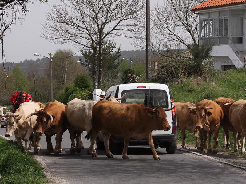 tourhub | Bamba Travel | Camino de Santiago Walking Experience 7D/6N (from Sarria) 