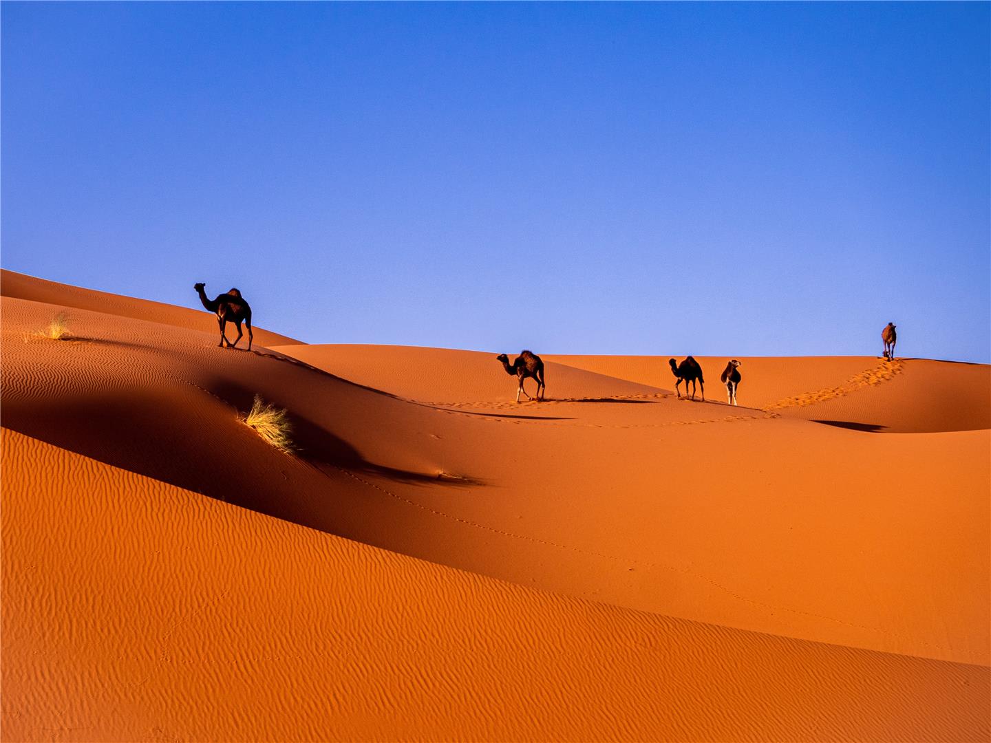 tourhub | Bamba Travel | Merzouga Gorges & Deserts Adventure 3D/2N (Marrakech to Marrakech) 