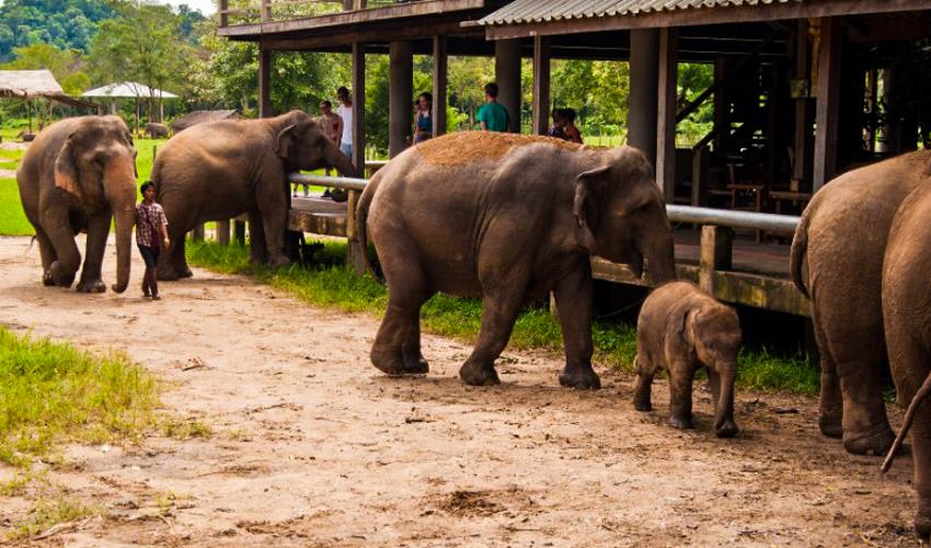 tourhub | Bamba Travel | Chiang Mai & Elephant Conservation 3D/2N 