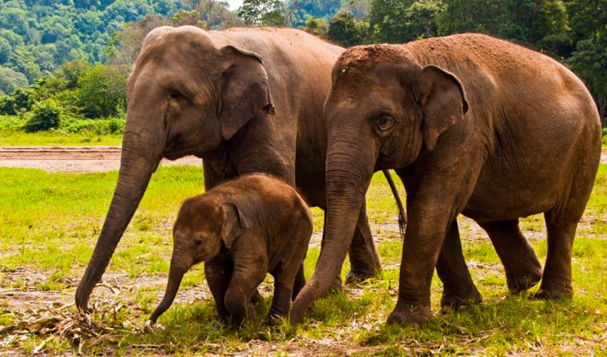 tourhub | Bamba Travel | Chiang Mai & Elephant Conservation 3D/2N 