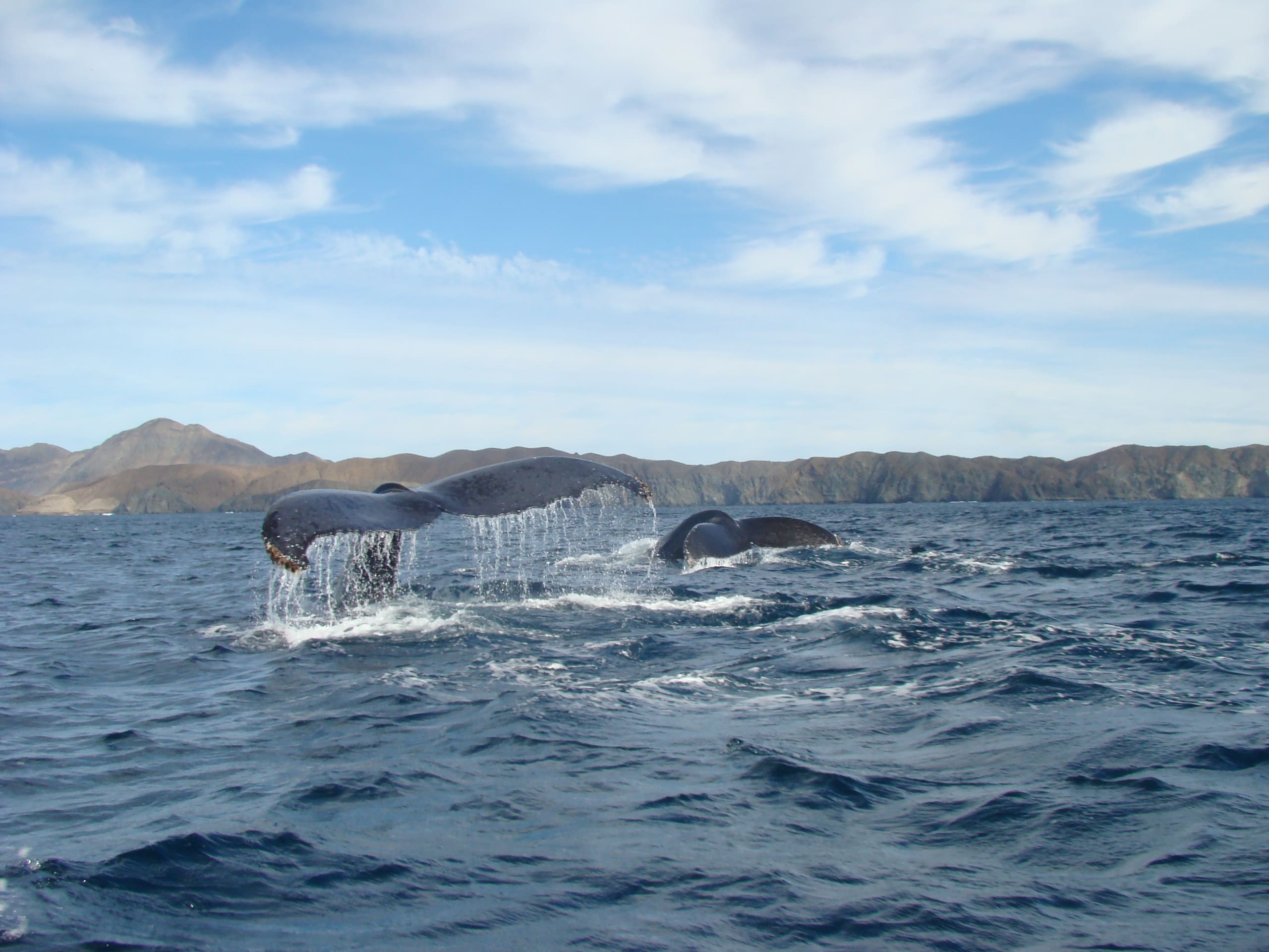 tourhub | Bamba Travel | Baja's Whale Symphony & Seaside Marvels 3D/2N 