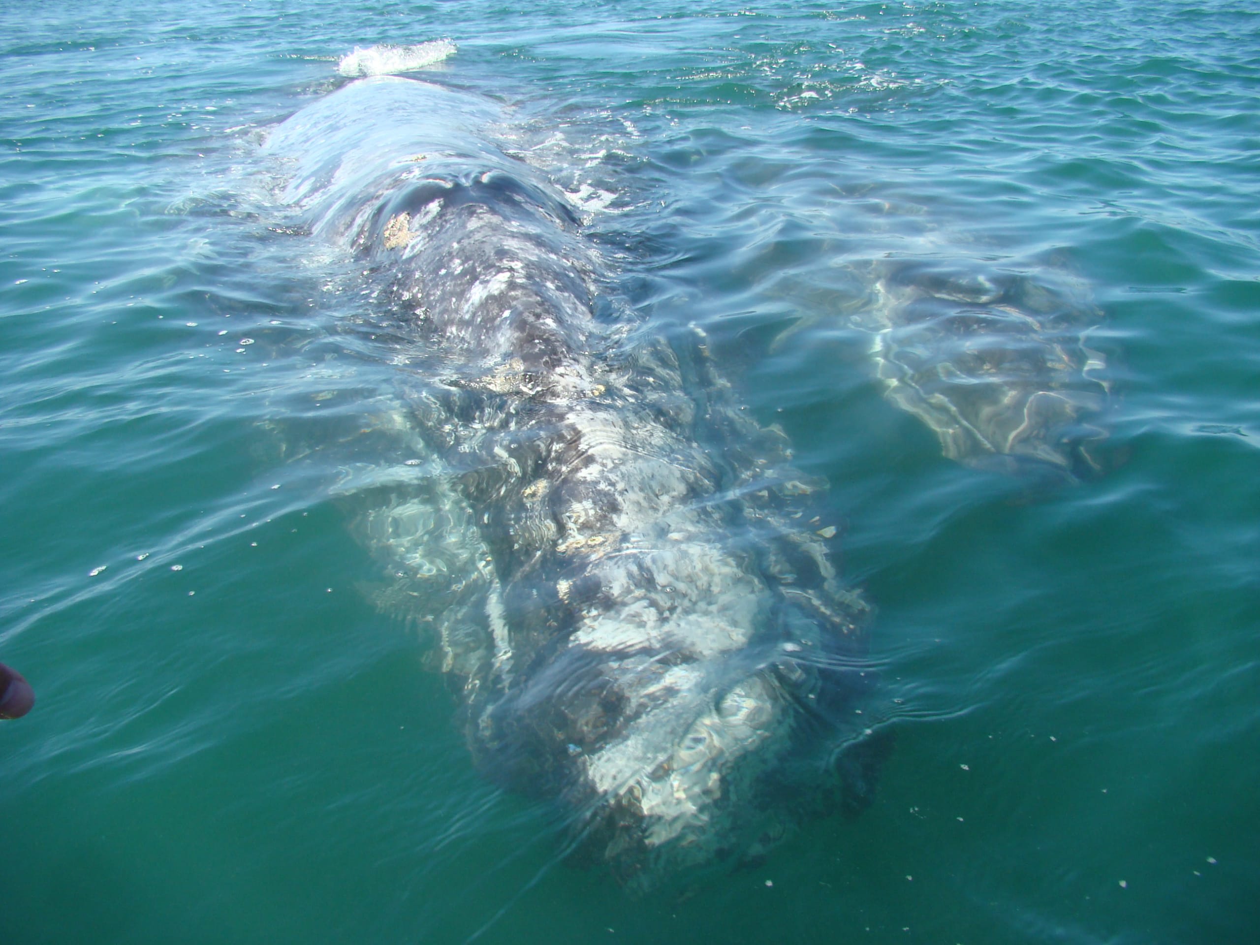 tourhub | Bamba Travel | Baja's Whale Watching Spectacle & La Paz Gems 4D/3N 