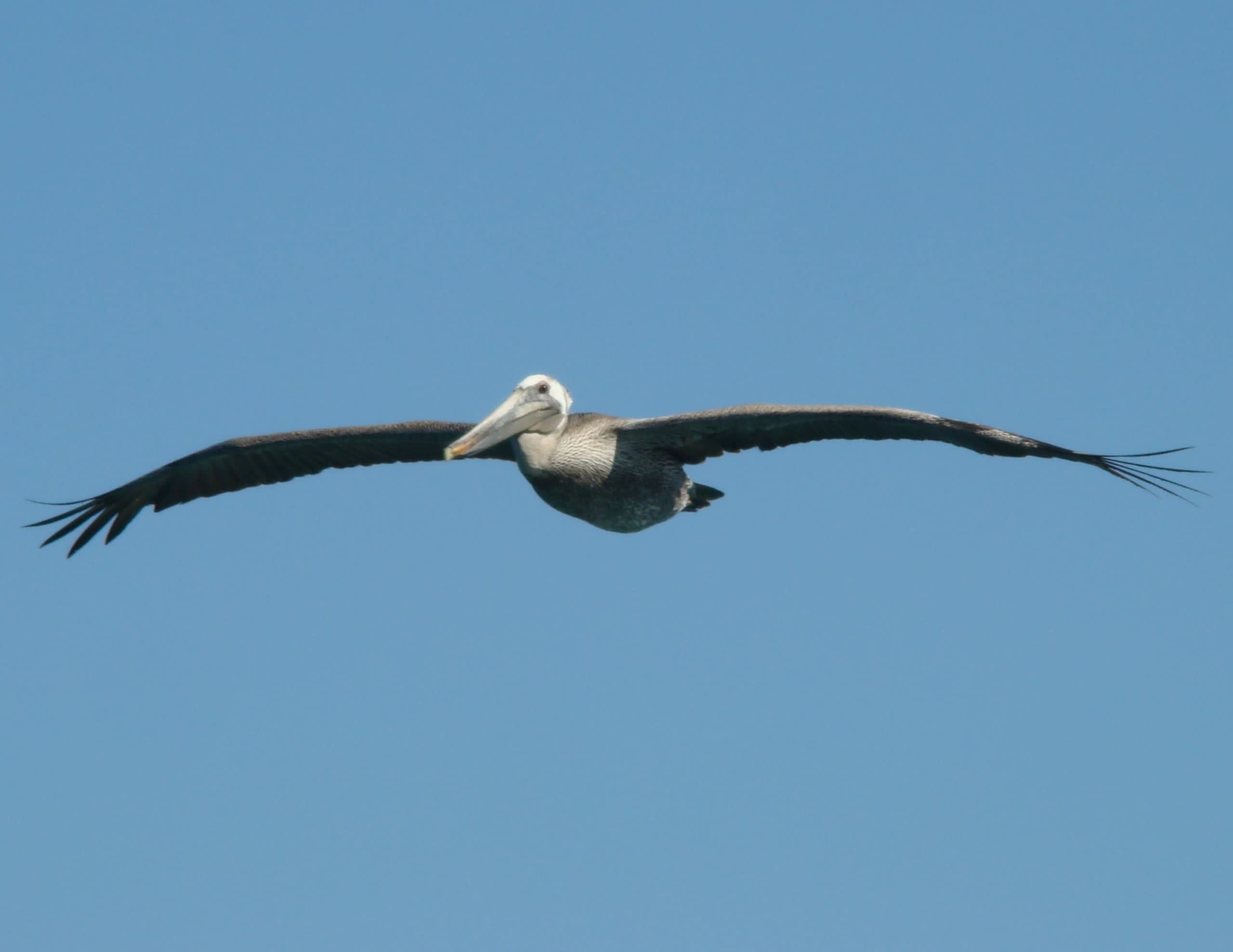 tourhub | Bamba Travel | Baja's Whale Watching Spectacle & La Paz Gems 4D/3N 