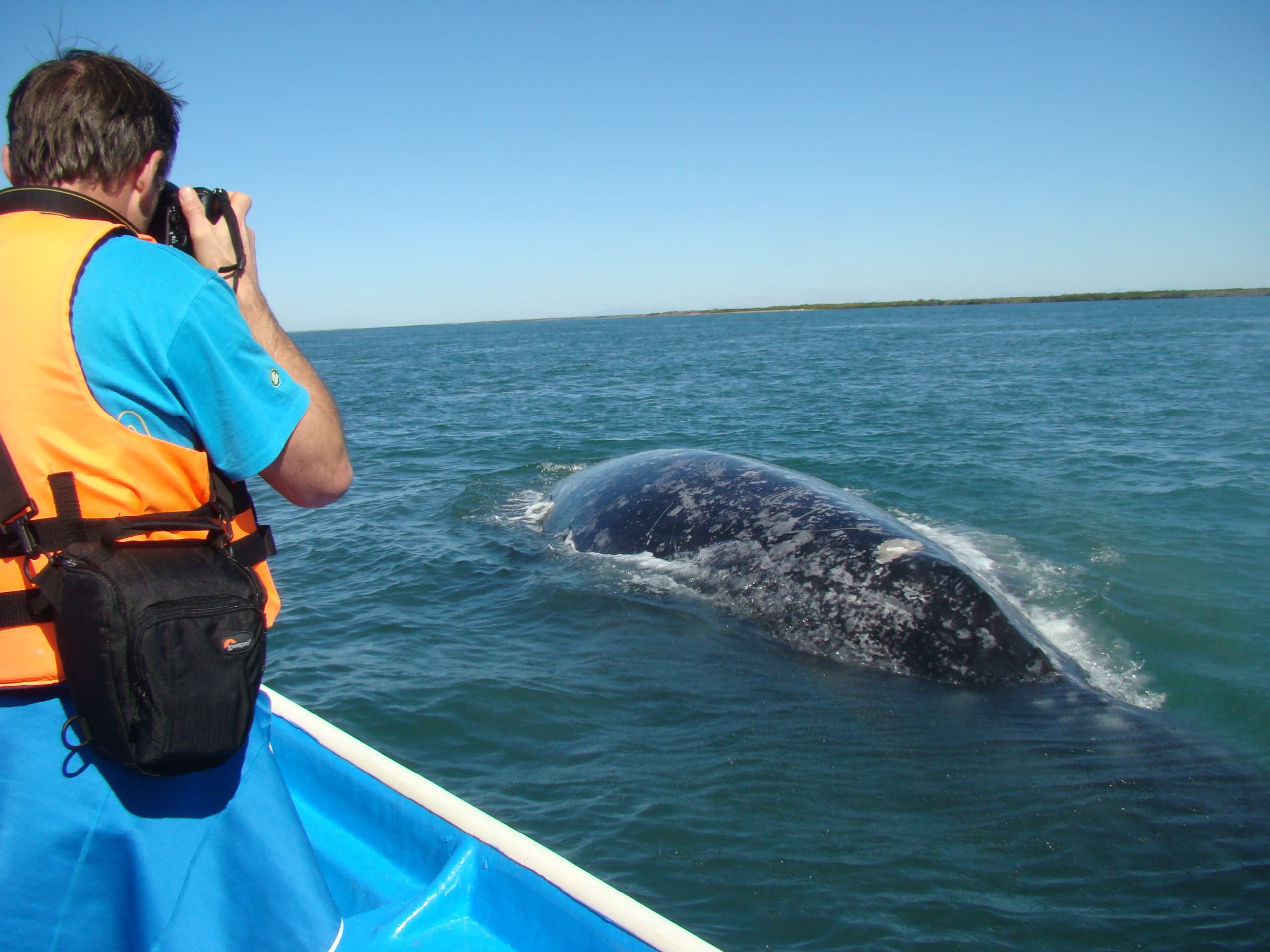 tourhub | Bamba Travel | Baja's Ocean Giants: From La Paz to Los Cabos Quest 7D/6N 