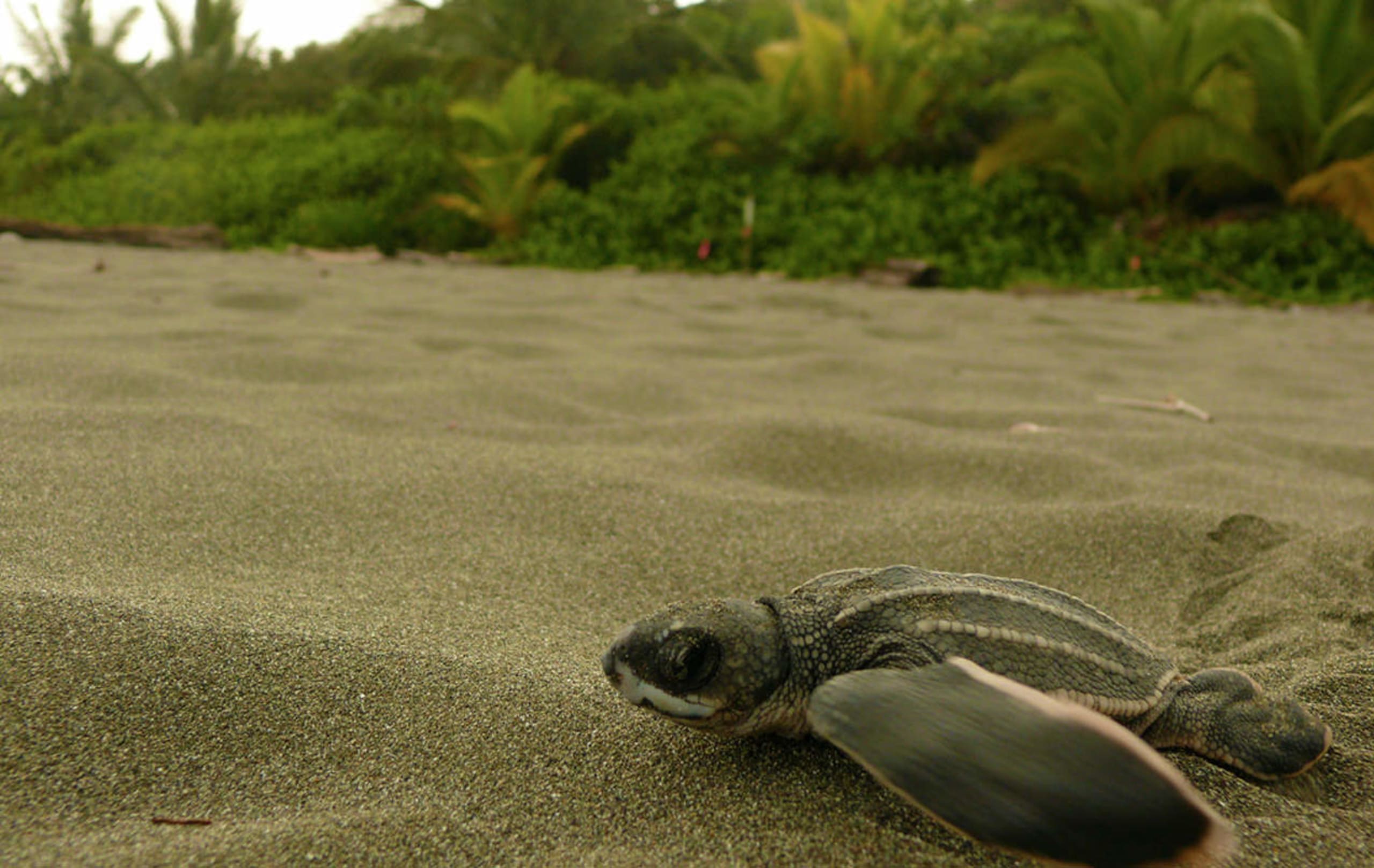 tourhub | Bamba Travel | Tortuguero Trails & Pacuare Rapids 4D/3N 