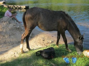 Horse on river Contas, Taboquinhas