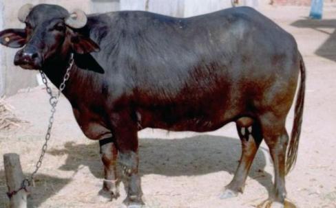 Laksmi buffalo BBC images Laksmi buffalo BBC images