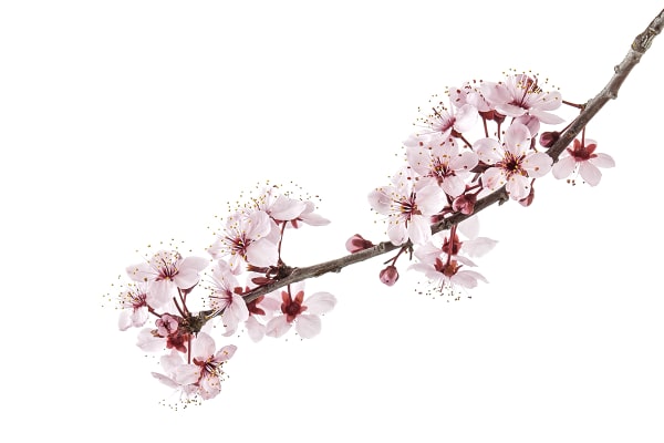 Cherry Blossom