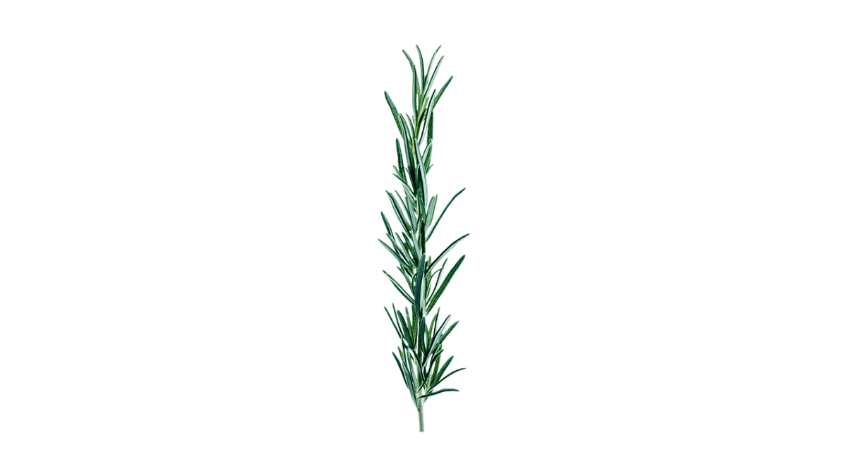 Rosemary ING