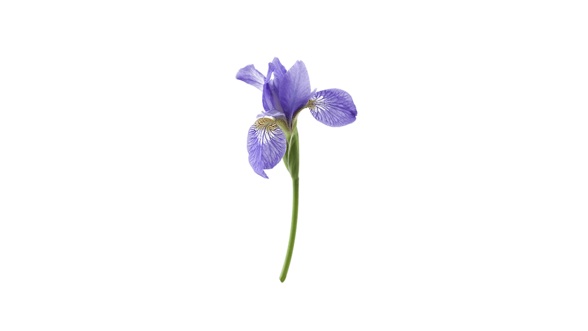 Iris ING