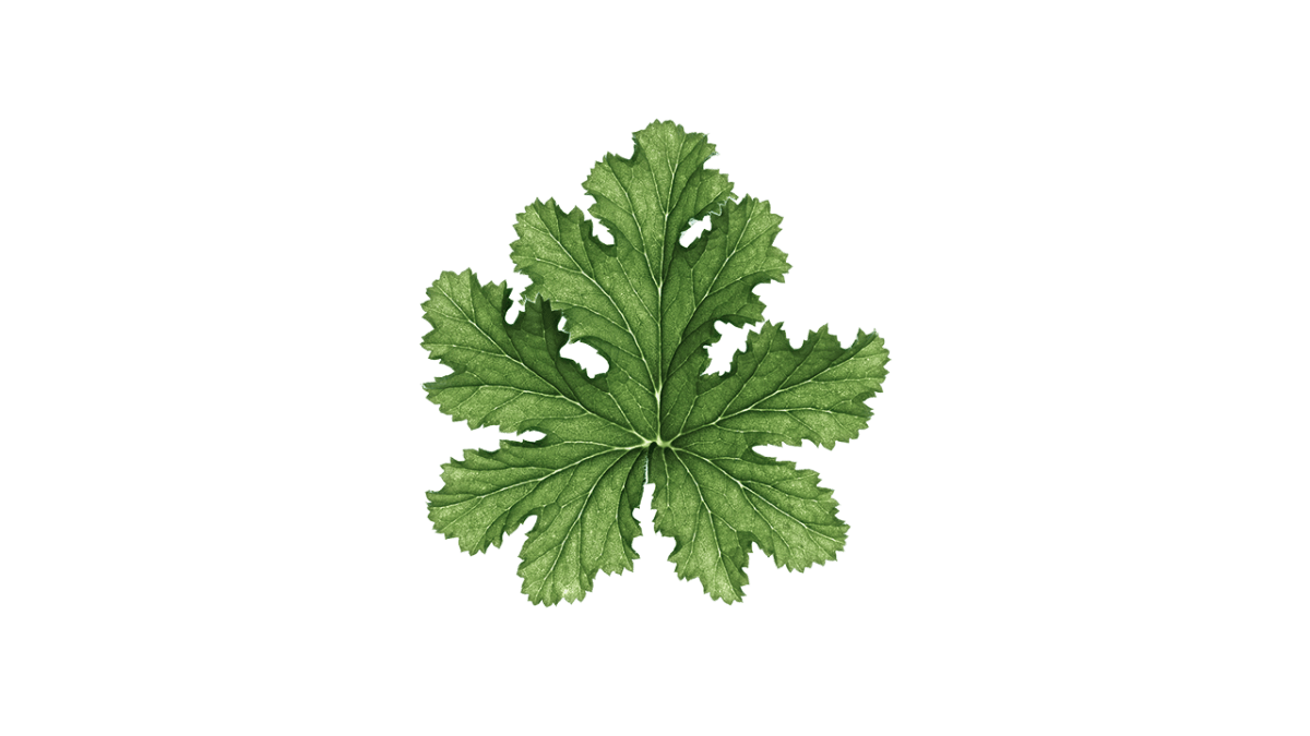 Geranium ING